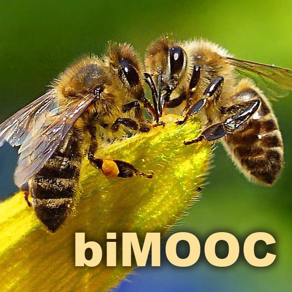 Bienen Und Imkerei Mooc