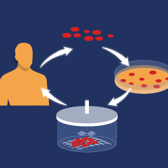 Regenerative Medizin